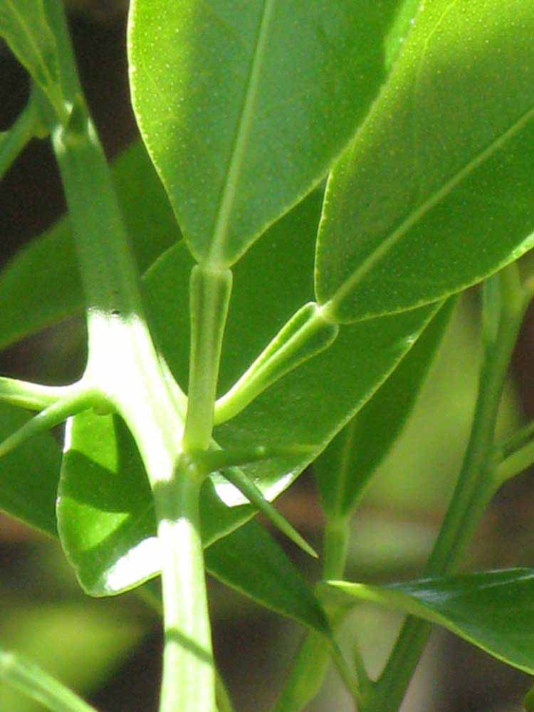              Petiole (Winter Haven, FL)       